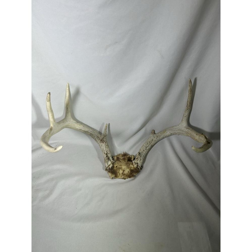 8 Point GA Whitetail Deer Antlers Horn Mount Rack skull plate Cabin Lodge Decor
